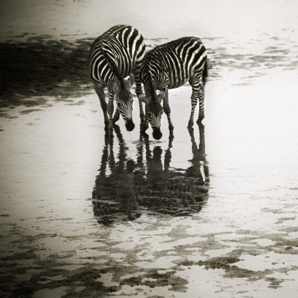 parsa-khaksar-tanzanie